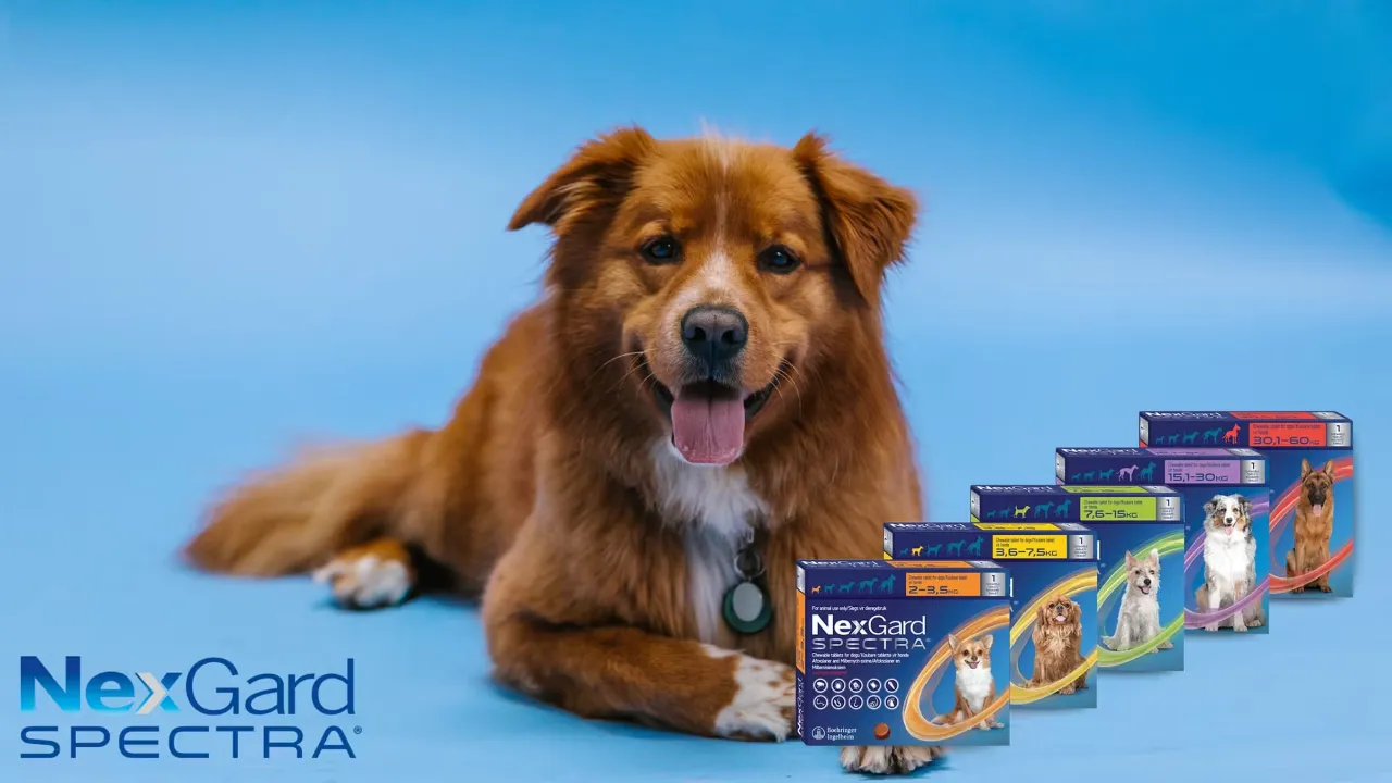 Nexgard Spectra for Dogs: Complete Guide to Flea, Tick & Worm Protection