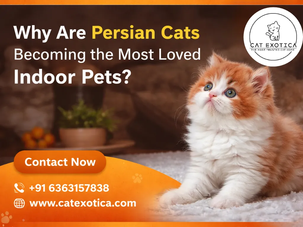 Why Are Persian Cats Becoming the Most Loved Indoor Pets?