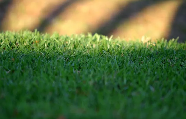How to Maintain a Green Lawn During Drought Conditions