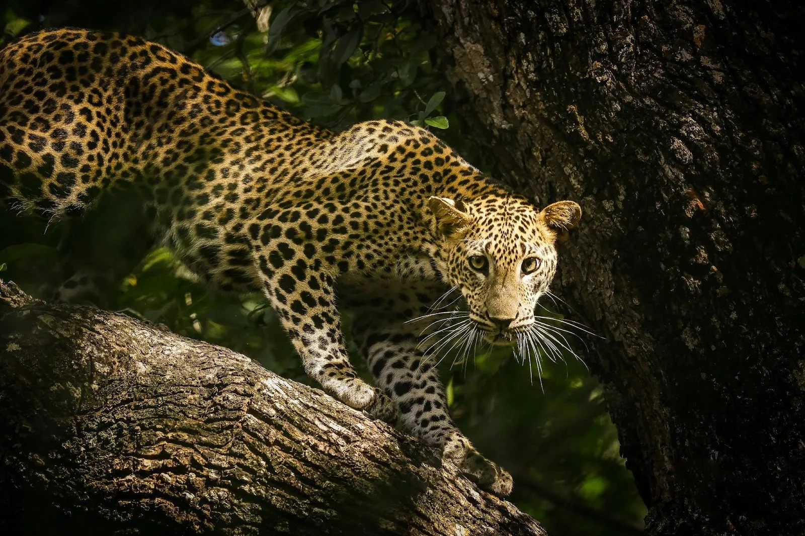 Yala vs. Wilpattu: Which Sri Lanka Safari Park Should You Visit First?