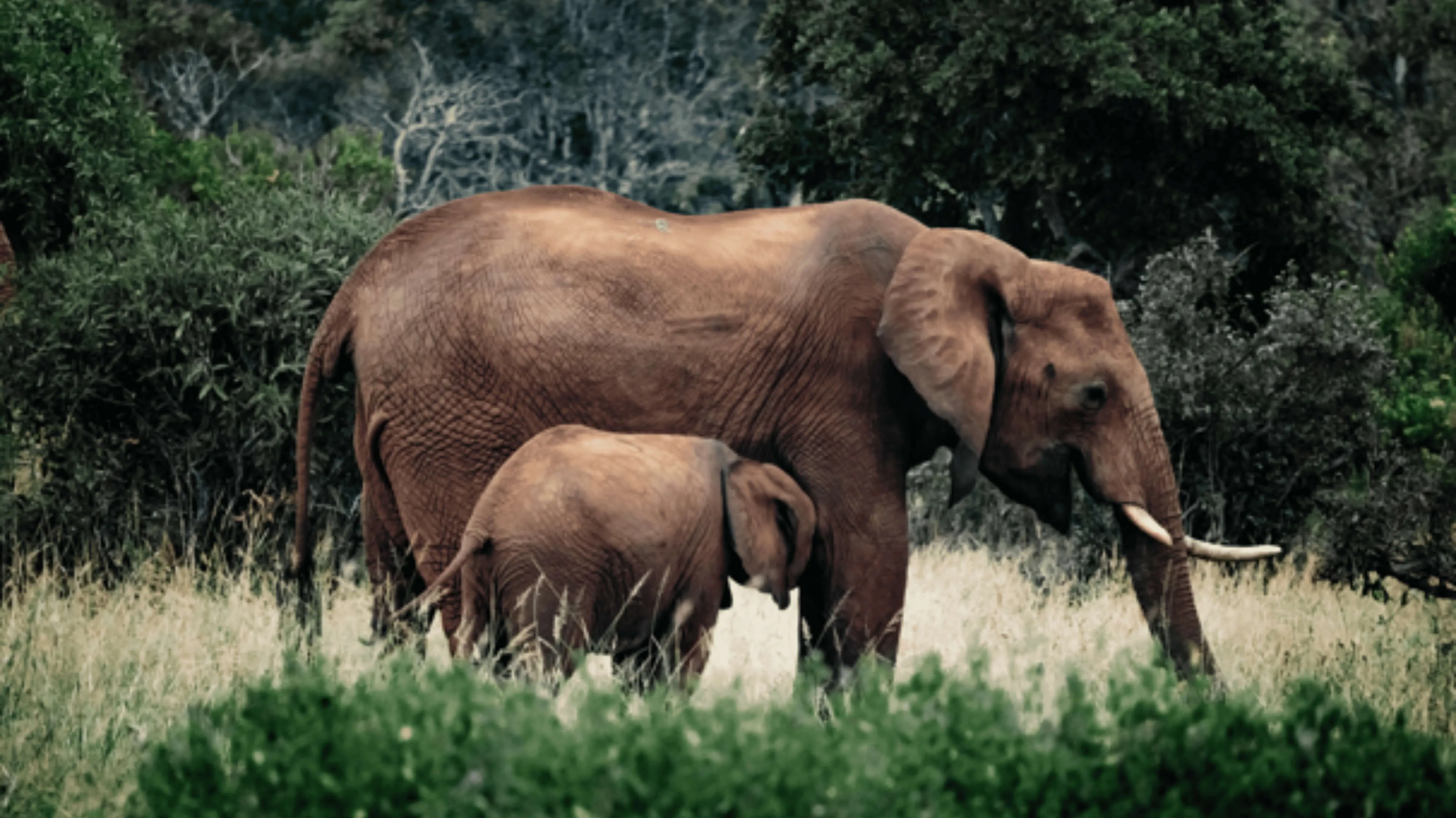 Yala vs. Wilpattu: Which Sri Lanka Safari Park Should You Visit First?