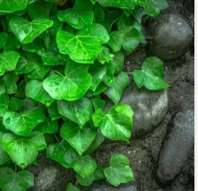 What are the Best Groundcover Plants to plant in your Garden?