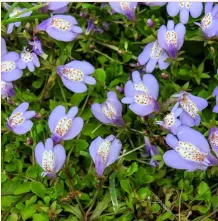What are the Best Groundcover Plants to plant in your Garden?