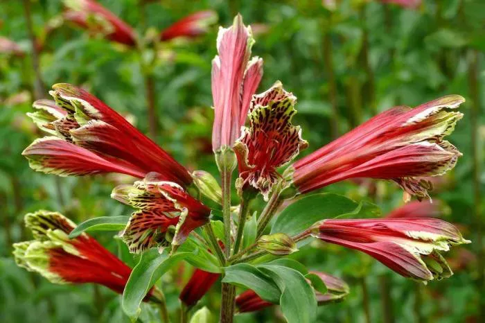 Parrot Lily Spiritual Meaning and Symbolism