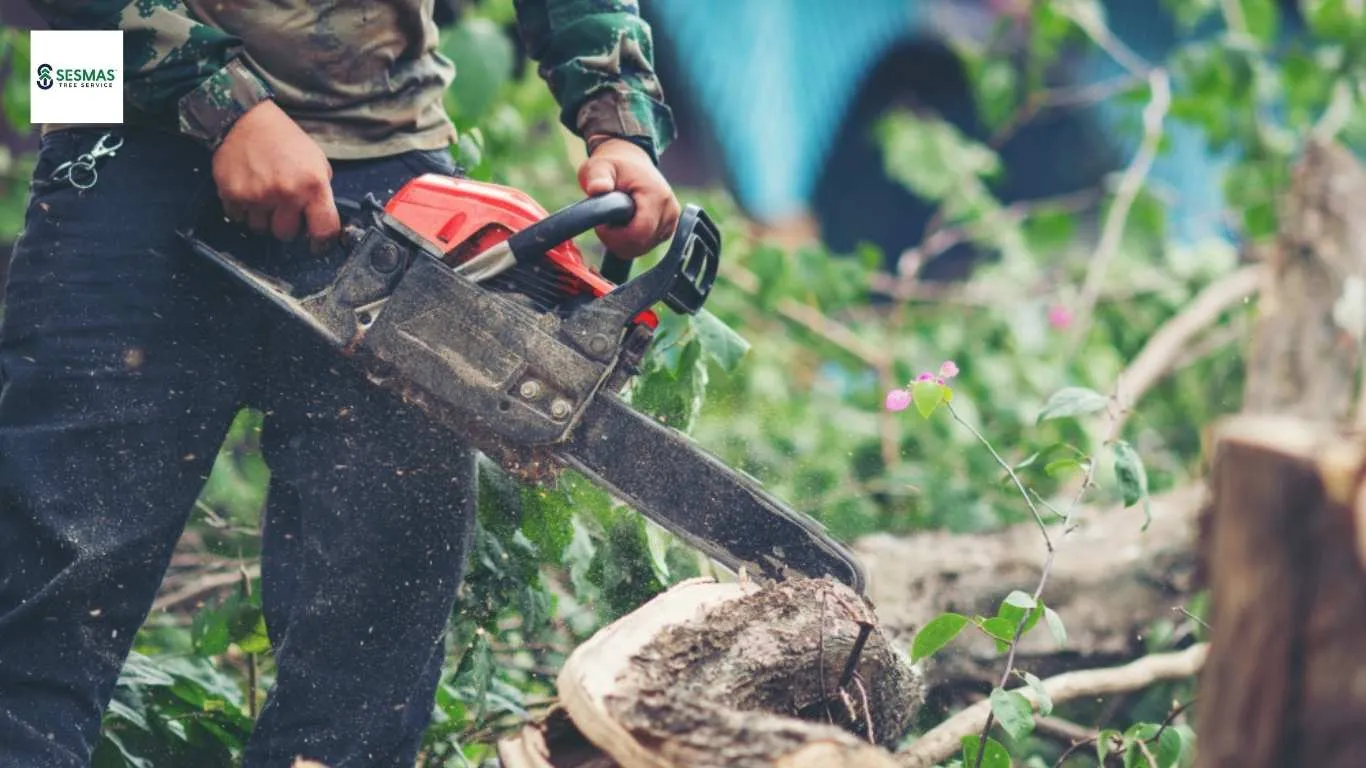 Weak Tree Structures in Woodstock and How to Avoid Property Damage