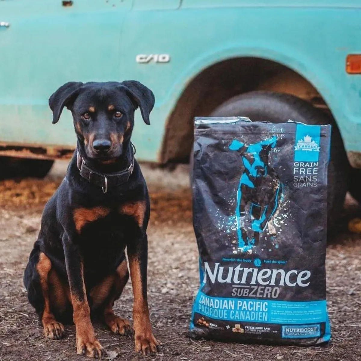 Best Dog Food in India (2026): Why Nutrience is the Healthiest Choice for Your Dog