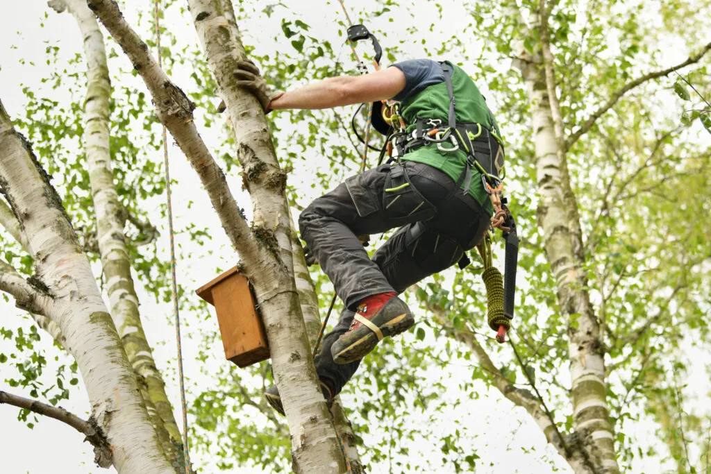 Why Choosing a Professional Tree Cutting Service Matters for Your Garden