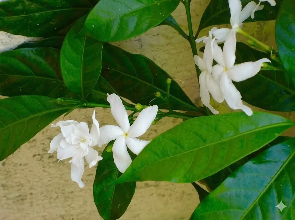 Nityakalyani Plant in Sydney – Complete Guide to Growing Periwinkle (Vinca) at Home
