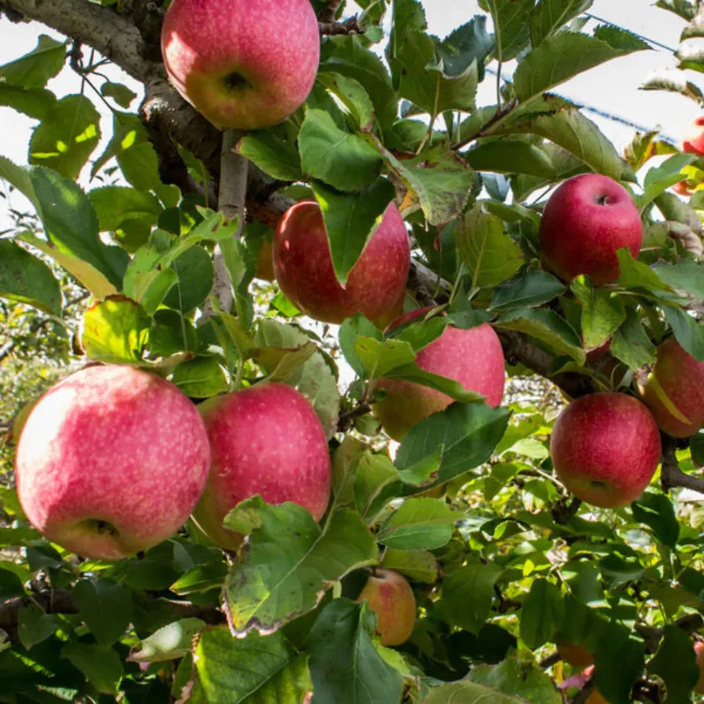 When to Plant a Pink Lady Apple Tree for the Best Harvest?
