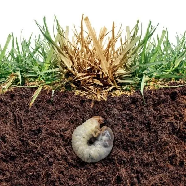 Saginaw Homeowners Swear by These Grub Control Experts Near You—Here’s Why