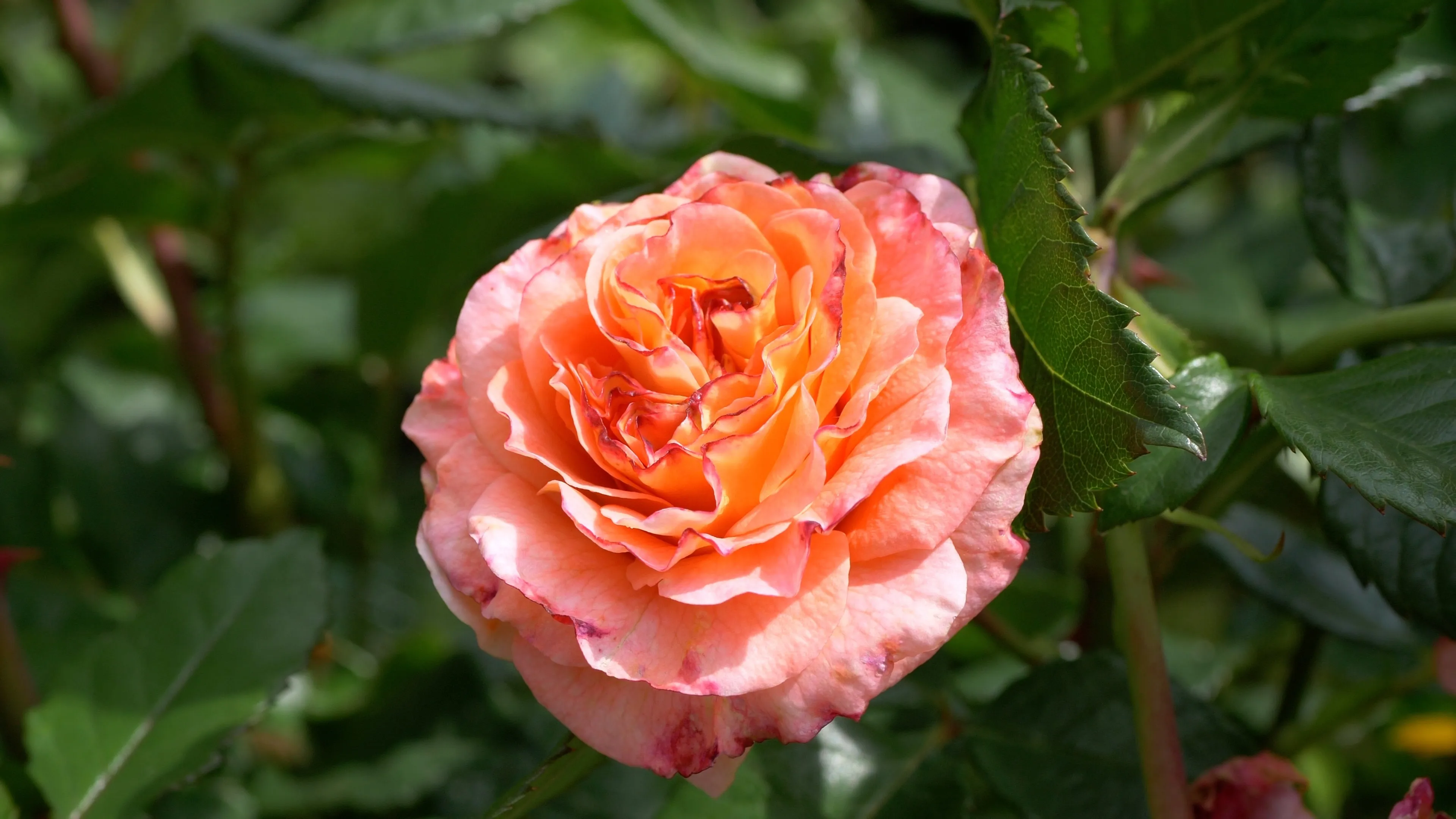 What are grandiflora roses, and how do they compare to hybrid tea and floribunda roses?