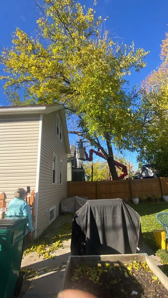Expert Tree Care Services for Safe and Well-Maintained Landscapes