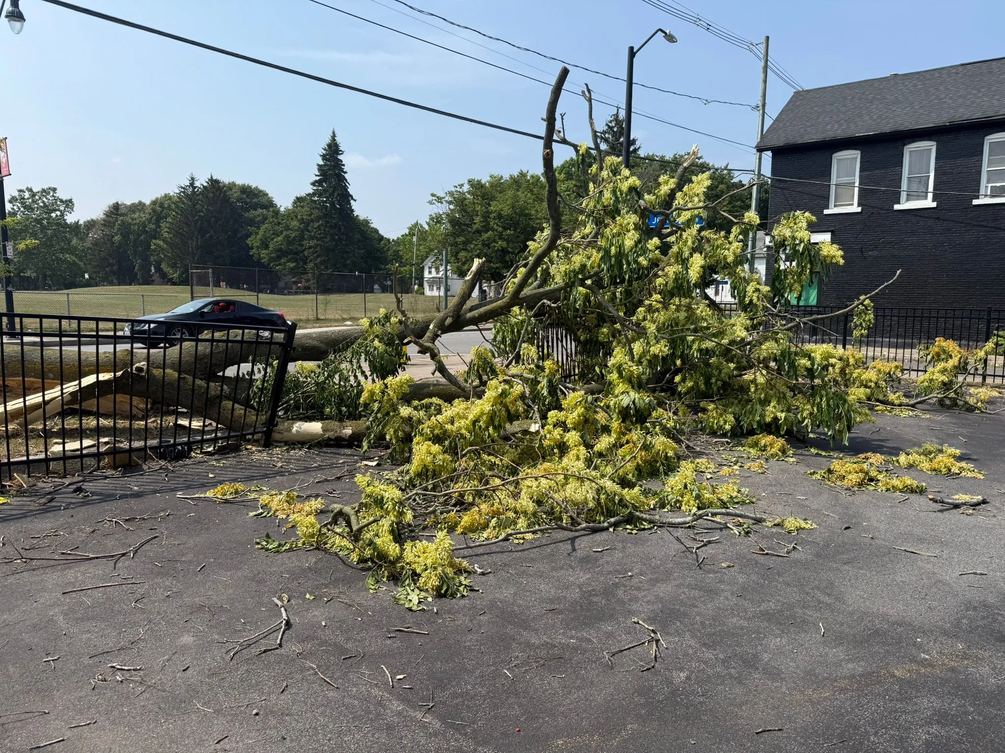 Expert Tree Care Services for Safe and Well-Maintained Landscapes