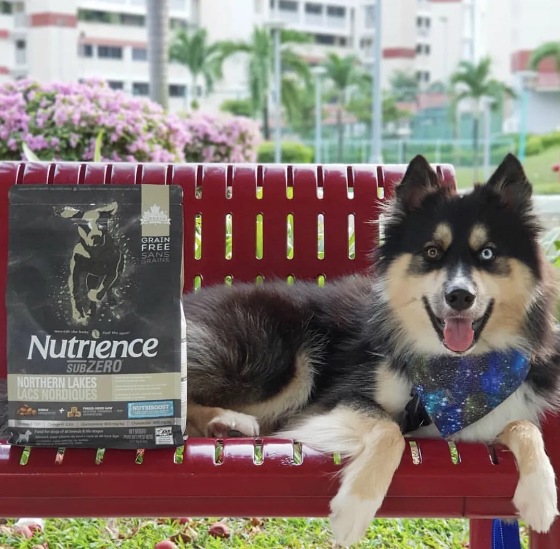 Choosing the Right Dog Food: A Complete Guide for Healthy & Happy Dogs