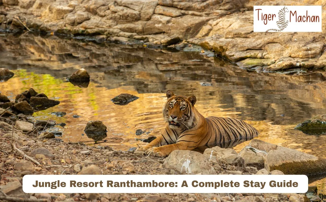 Jungle Resort Ranthambore: A Complete Stay Guide