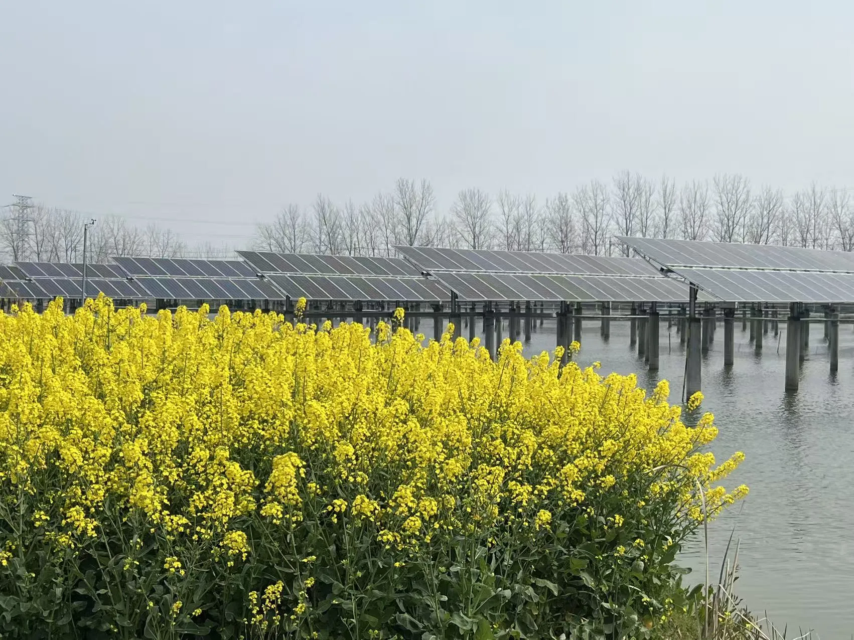 🌿 Baoying Fishery-PV Complementary Tracking Project: Where Solar Power Meets Aqua Culture