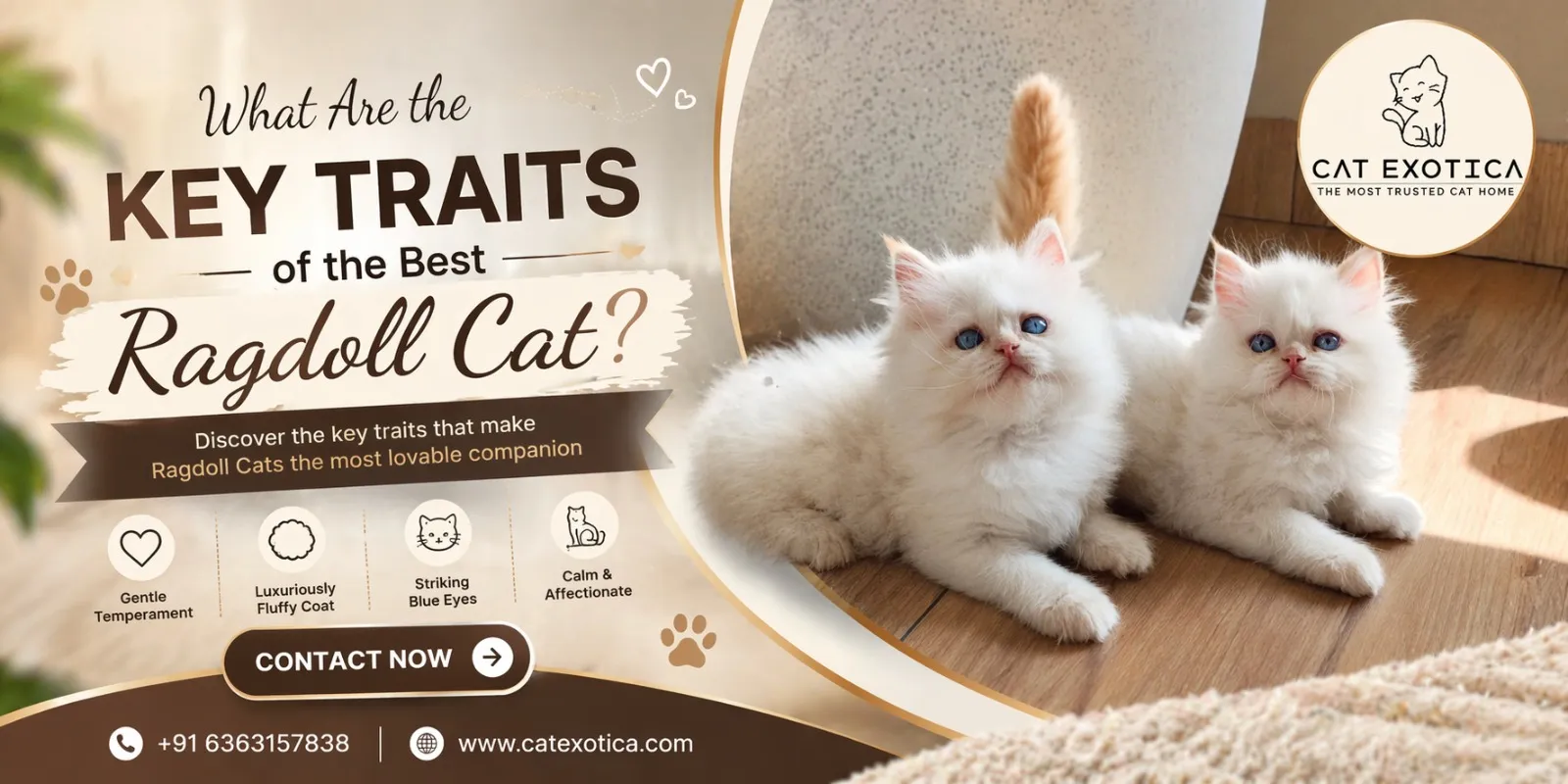 What Are the Key Traits of the Best Ragdoll Cat?