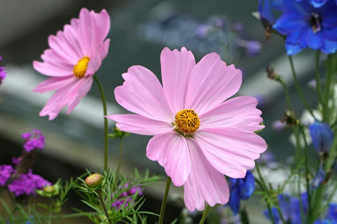 Flower Delivery Dubai That Doesn’t Feel Like a Last-Minute Panic Move
