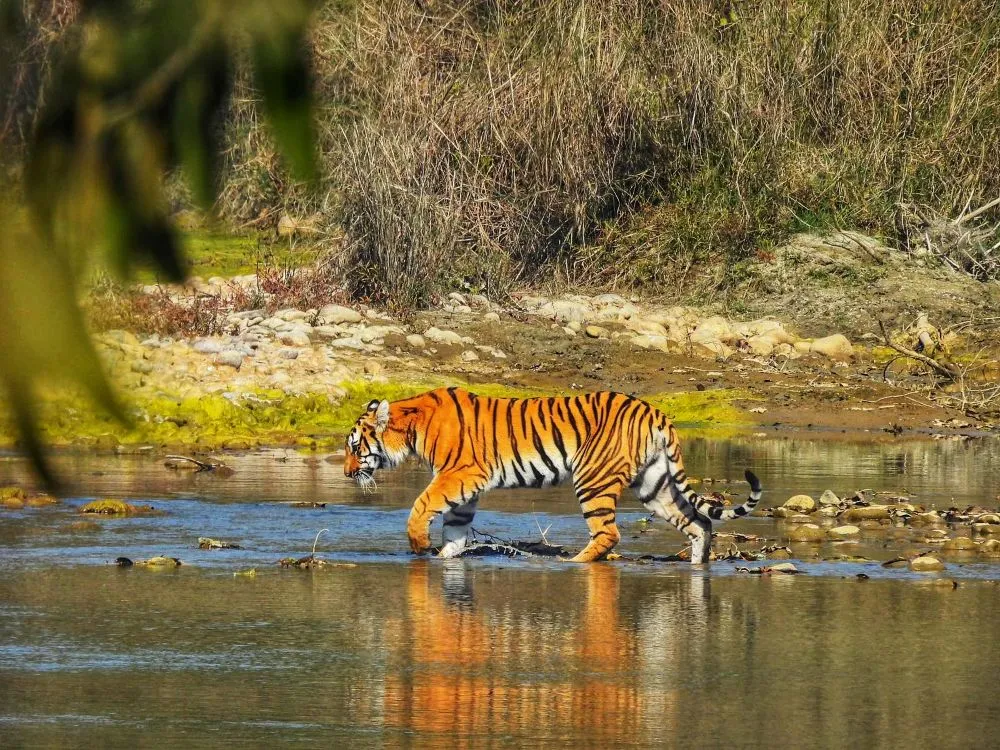 Bardia Safari Cost 2026: Prices, Packages & Tiger Tracking Guide