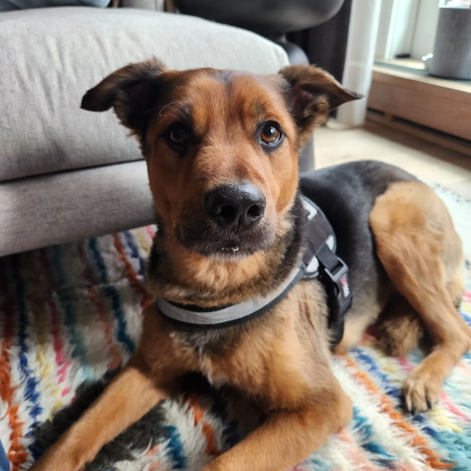 Training Tips for City Dogs and Real-Life Behaviour