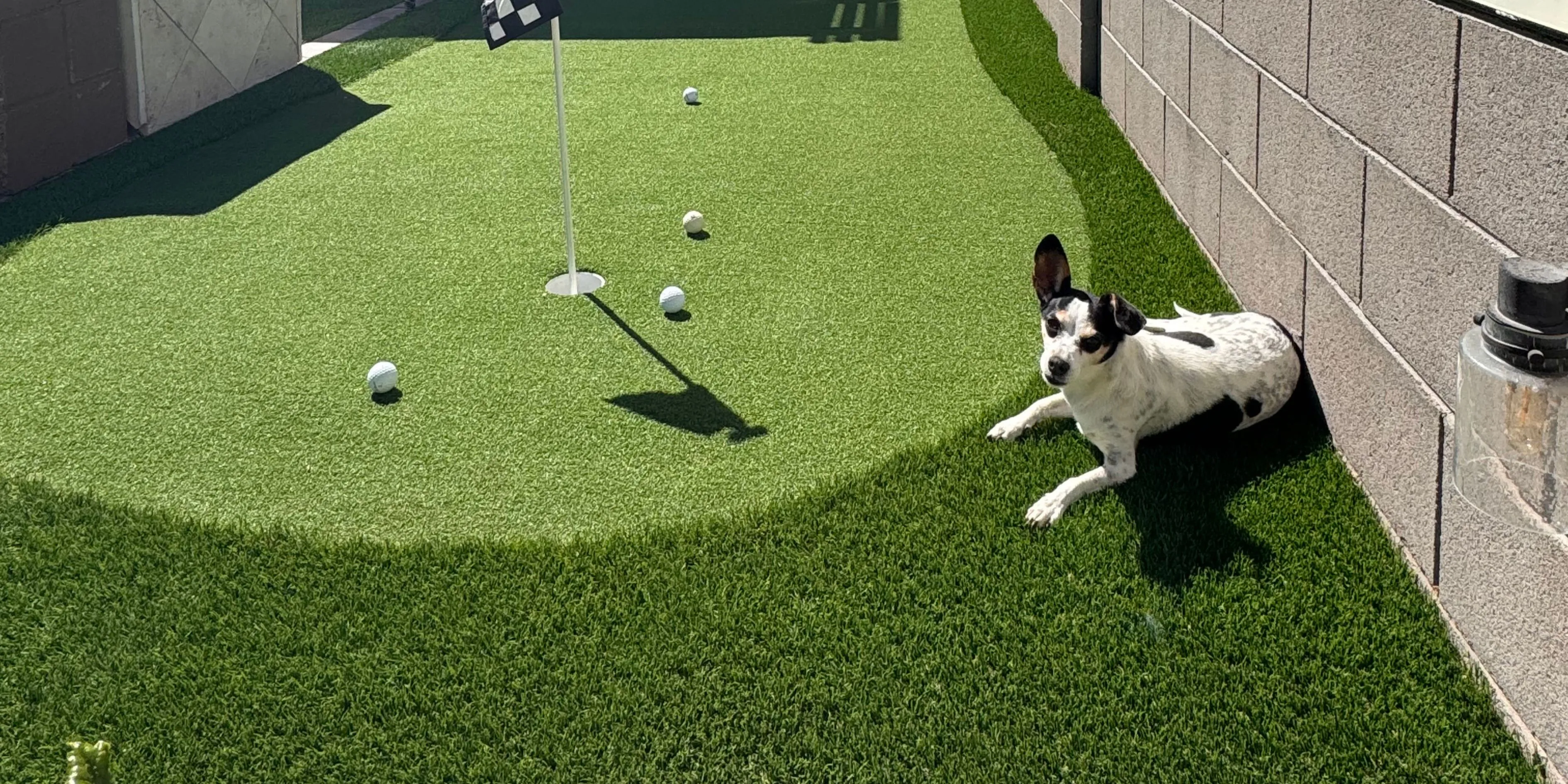Pet Turf Installation Arizona: Clean, Cool, Dog-Friendly Yards