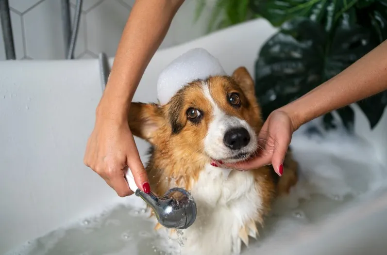 Why This Dog Wash Station Idea Is Going Viral Among Pet Parents?