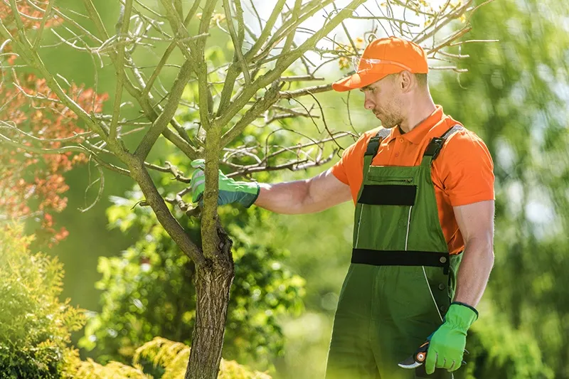 The Essential Guide to Professional Tree Care Services in Evansville, IN