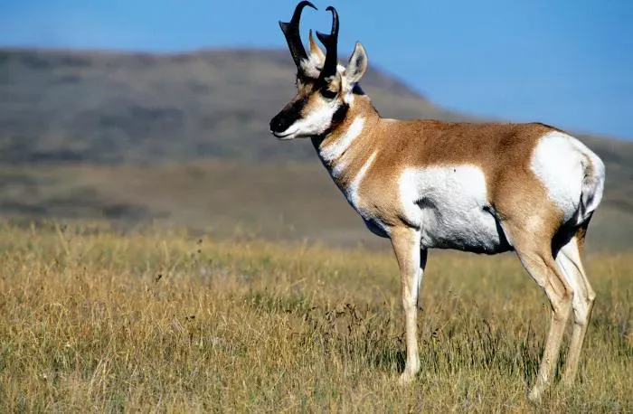 Pronghorn Meaning and Symbolism Explained