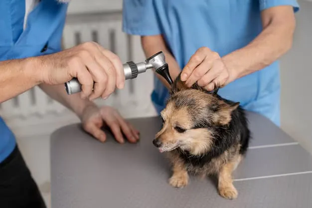 Dog Tick Flea Treatment for Year-Round Protection