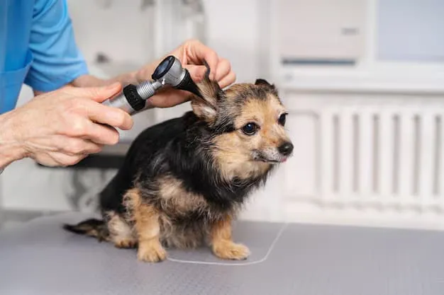 Mobile Pet Grooming vs Traditional Grooming Services