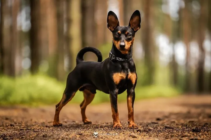 Miniature Pinscher Puppy in Delhi NCR – Features, Price, Health & Care Guide (2026)