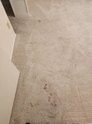 The Importance of Odor Treatment After Carpet Cleaning