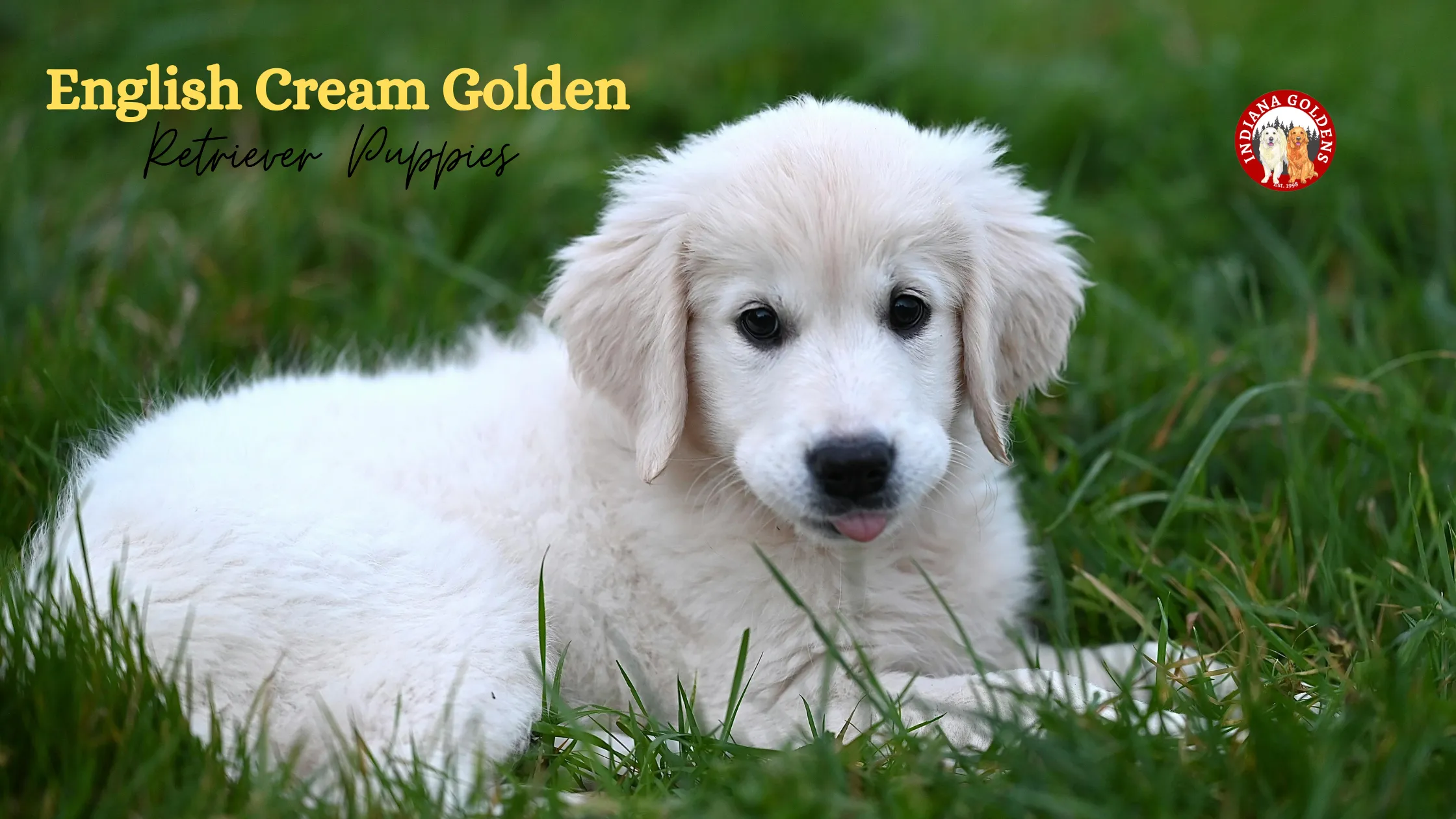 Why English Cream Golden Retriever Puppies Are the Perfect Family Dog And Where to Find One in Indiana