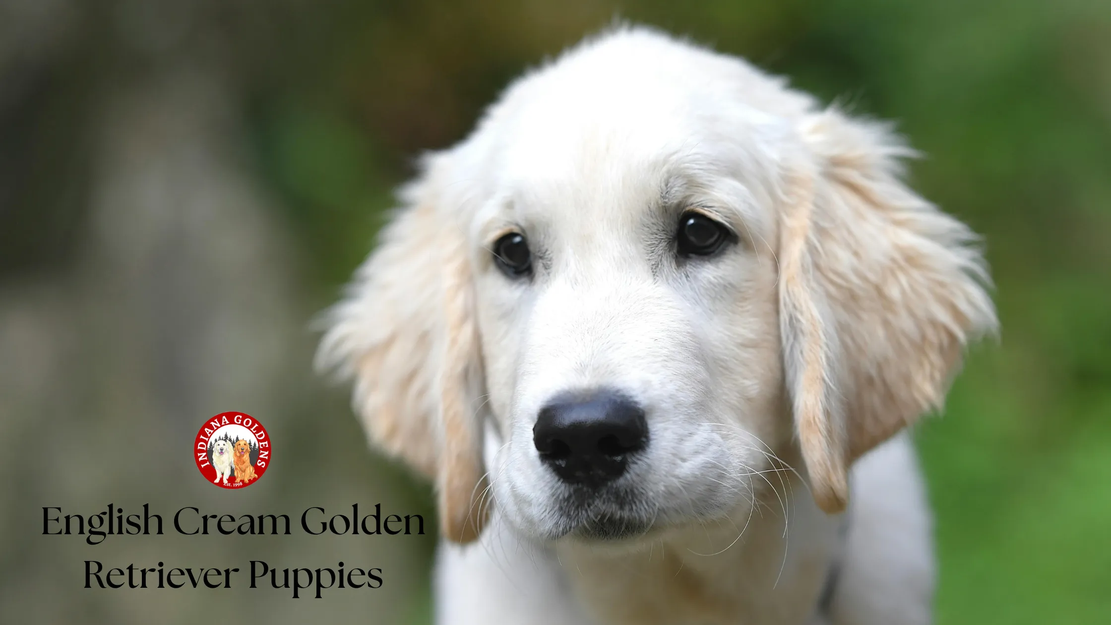 English cream golden retriever puppies