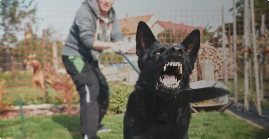 What is the best way to handle aggressive dog behavior through professional training, and how does aggressive dog training actually work to improve safety and control?