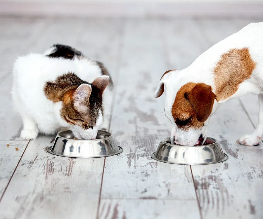 How Metabolism Differs Between Cats and Dogs in Diet Planning
