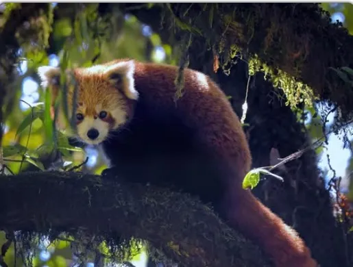 Best Time to Visit Singalila National Park for Red Panda Sightings