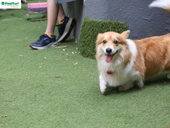 Looking for a Pet-Friendly Turf? Explore the Best Artificial Grass Options