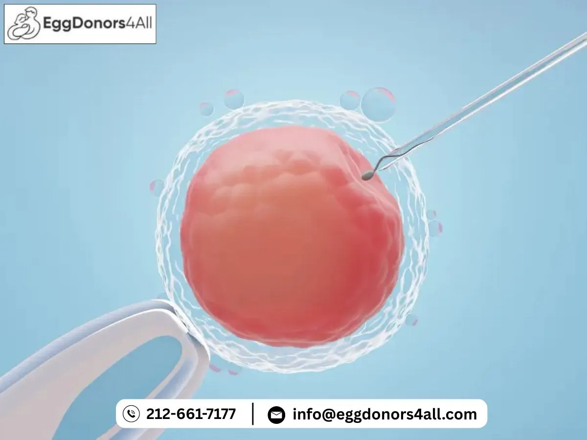 Fertility Preservation Options: Egg Freezing and Donor Egg IVF Explained