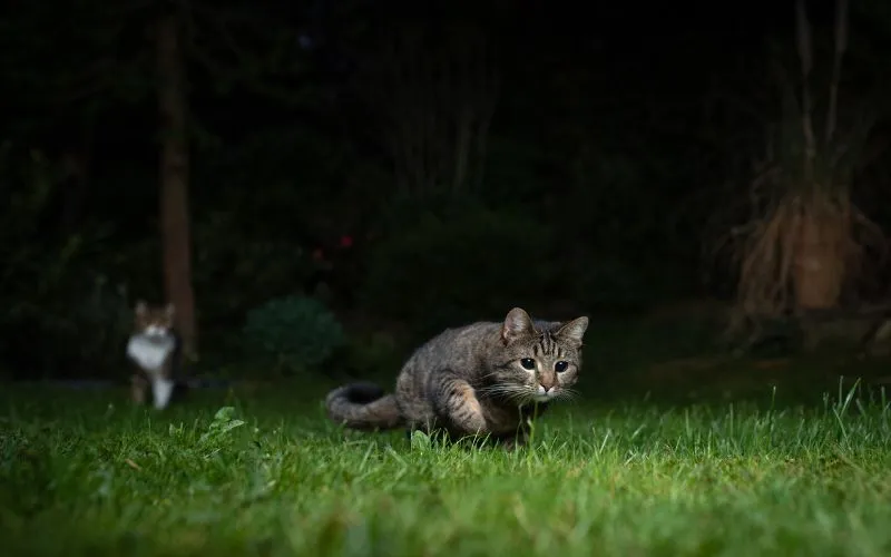 Midnight Zoomies: A Sign Your Cat Needs More Play?