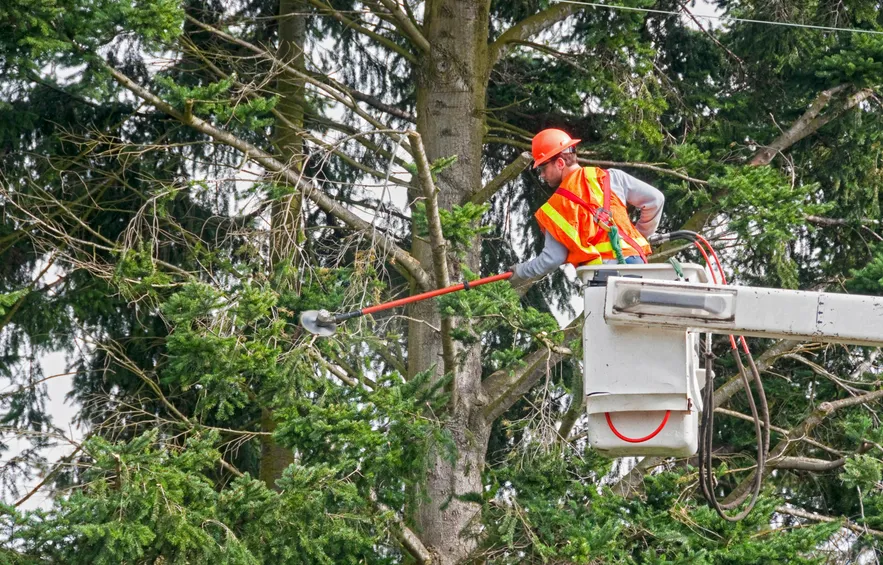 What's the Real Cost of Tree Removal Near You