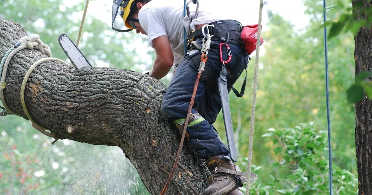 What's the Real Cost of Tree Removal Near You