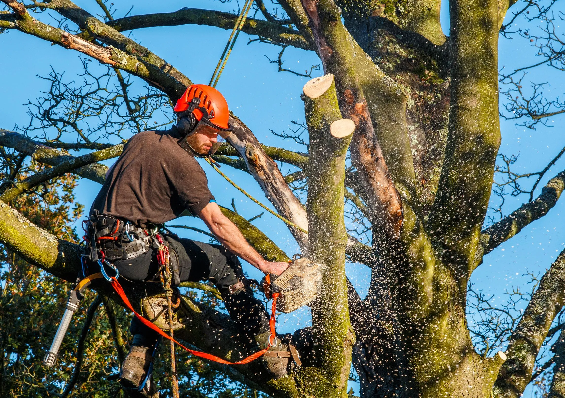 What's the Real Cost of Tree Removal Near You