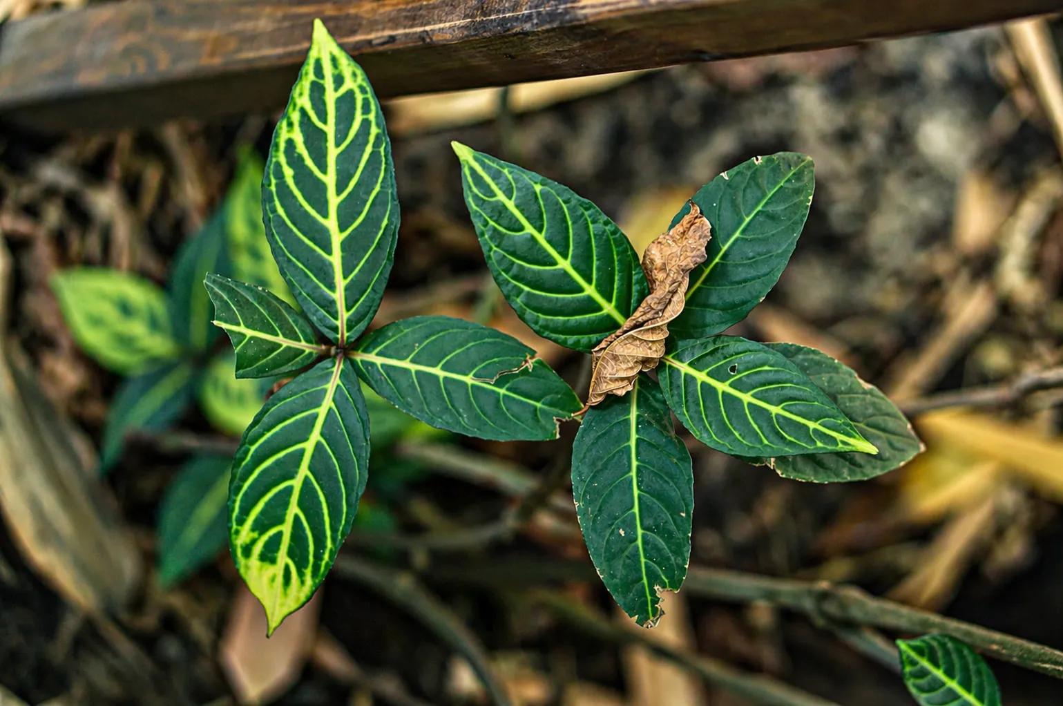 Kratom Energy Drink: A Complete Guide to Buy Kratom Blends from First Choice Kratom