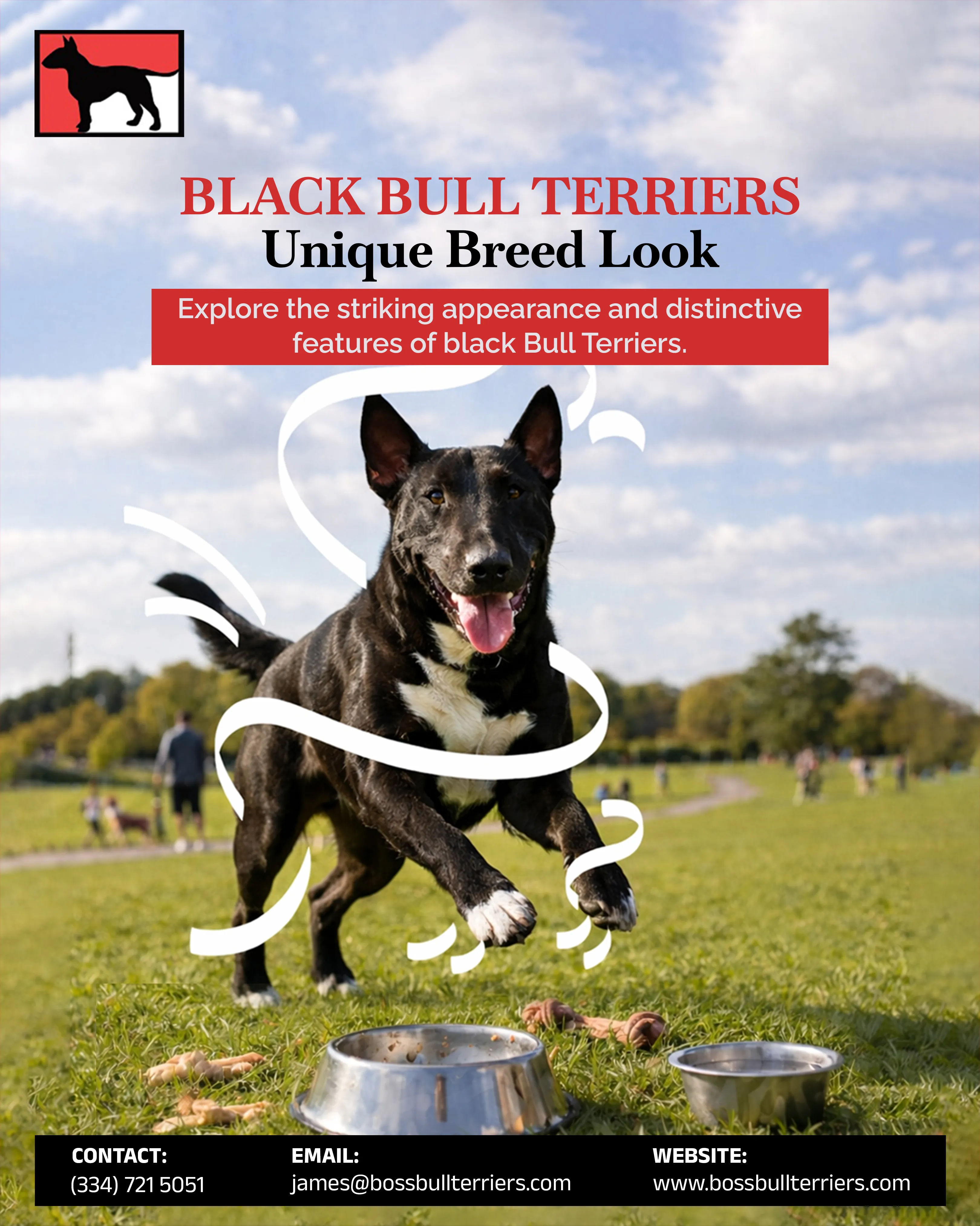 Choose the Right Bull Terrier Breeders and Puppy