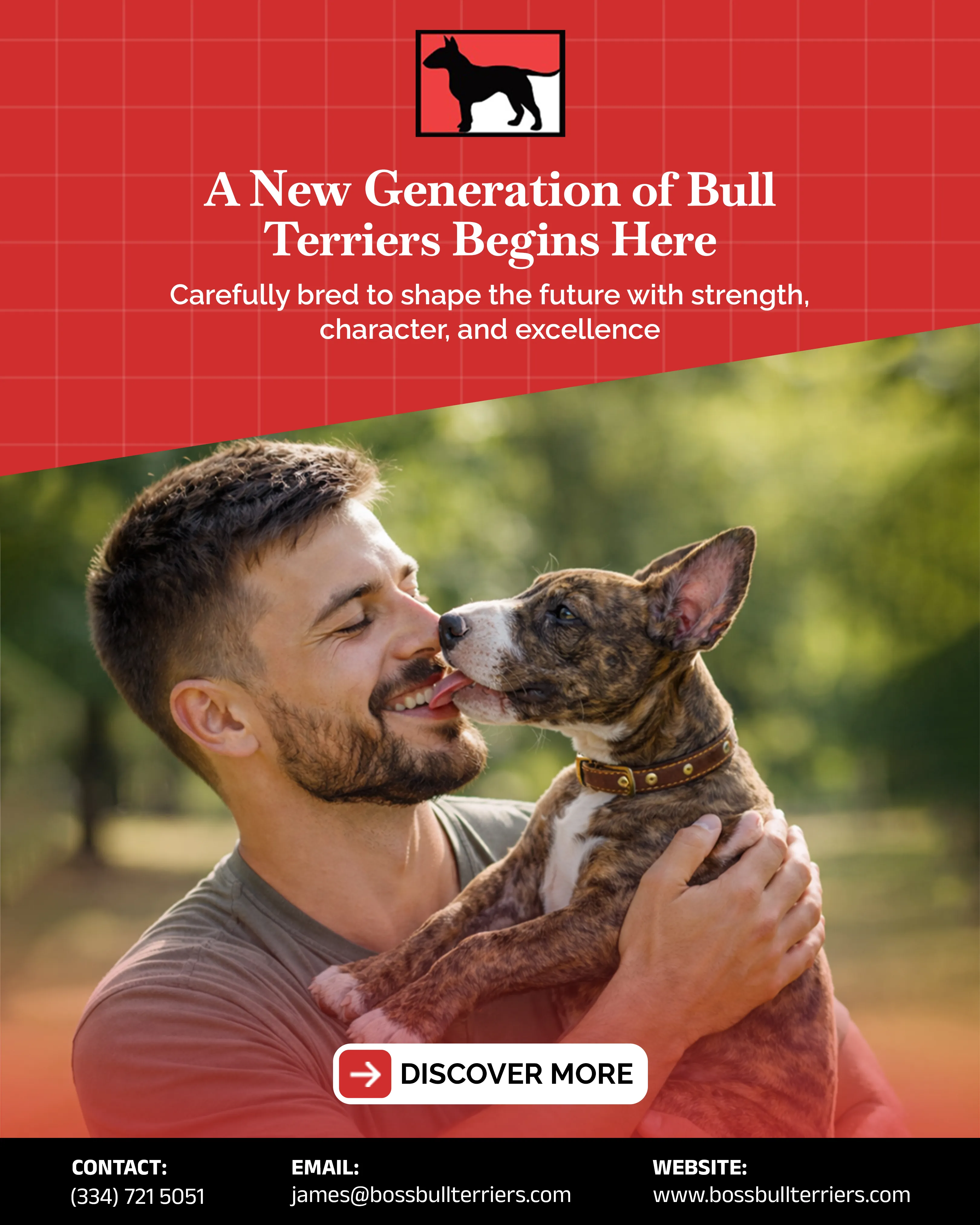 Choose the Right Bull Terrier Breeders and Puppy