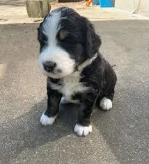 The Ultimate Guide to F1bb Standard Bernedoodles: Characteristics, Care, and Choosing the Right Puppy