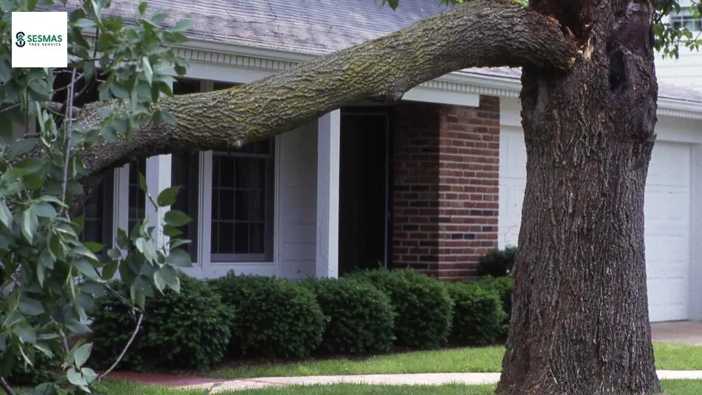 Cracked Tree Limbs in Dunwoody? Safe Removal and Care Guide Explained