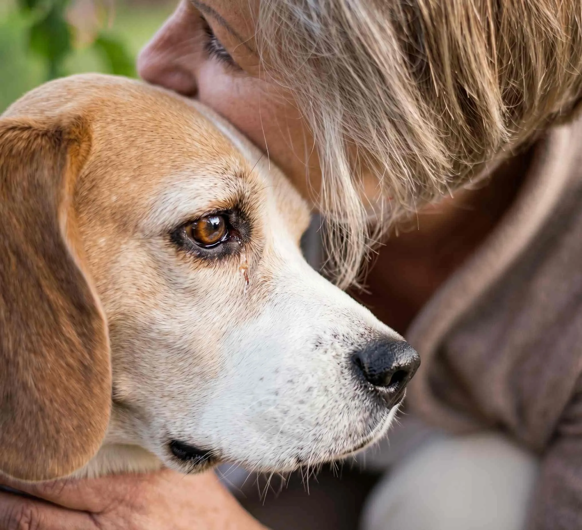 Guide to Pet-Friendly Senior Living and Assisted Living Facilities
