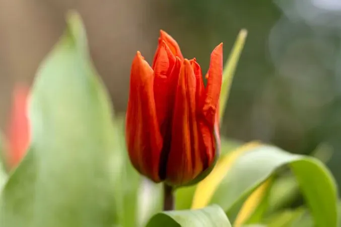 The Flower of Hope: Symbolizing Resilience and Optimism